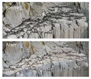 Ocean Heat Wiped Out Half These Seabirds Around Alaska