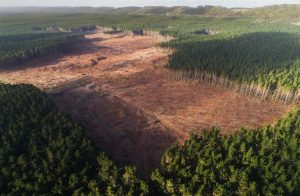 Deforestation emissions higher than thought, study finds