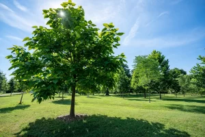 Trees As Medicine; A Downtown Microforest