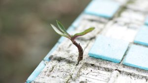 In a world-first, scientists create eco-friendly algae cement