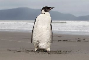 Emperor Penguins Pushed Near Extinction by 2100, Study Finds