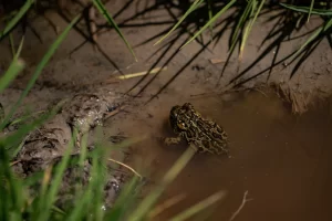 In Nevada, a tribe and a toad halt a renewable power plant