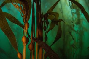 Is Kelp A Biological Carbon Sequestration Option?