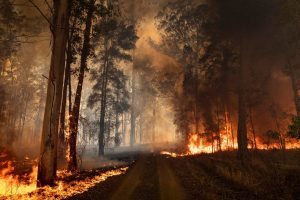 Climate Scientists Warn of a ‘Global Wildfire Crisis’