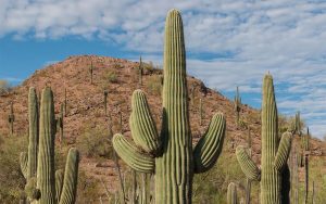 Saguaro Cactus:  The slow death of a desert giant